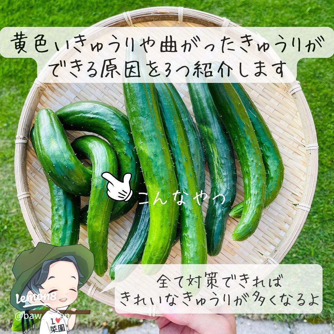 実食シリーズ 巨大完熟黄色キュウリを食してみました。 – アグリス成城