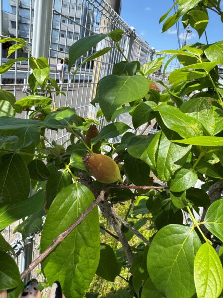 初めて見た蝋梅の実 H-30- 1-15 - クタビレ爺イの山日記