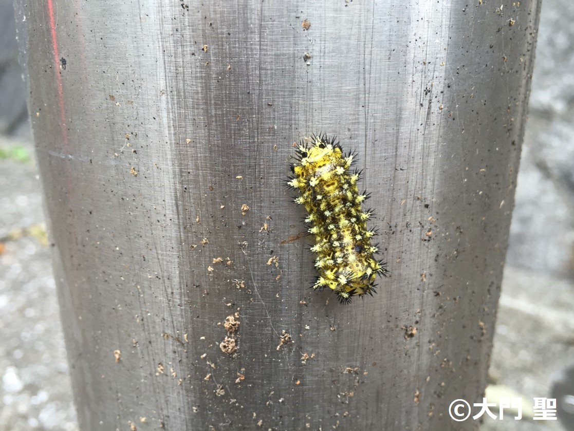 柿や桜や栗の木などにウジャウジャいる危険な毛虫『ヒメクロイラガの幼虫』風人の虫部屋