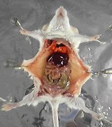 楽天市場 教材 模型 4D VISION 動物解剖 No.14ネズミ解剖スケルトンモデルねずみ ネズミ 標本 スケルトン 臓器 ネズミの体動物からだ 新品 ※パッケージ色褪せあり : 教材自立共和国