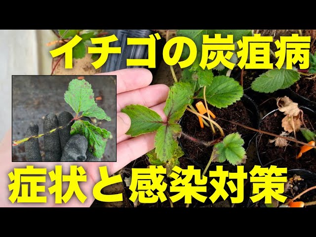 スイスチャード フダンソウ の水やり頻度や時間帯は？野菜の育て方・栽培方法