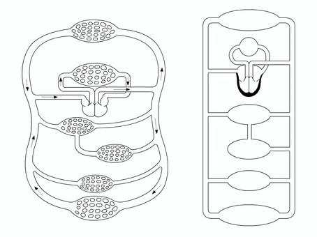 血液循環のイラスト素材 - PIXTA