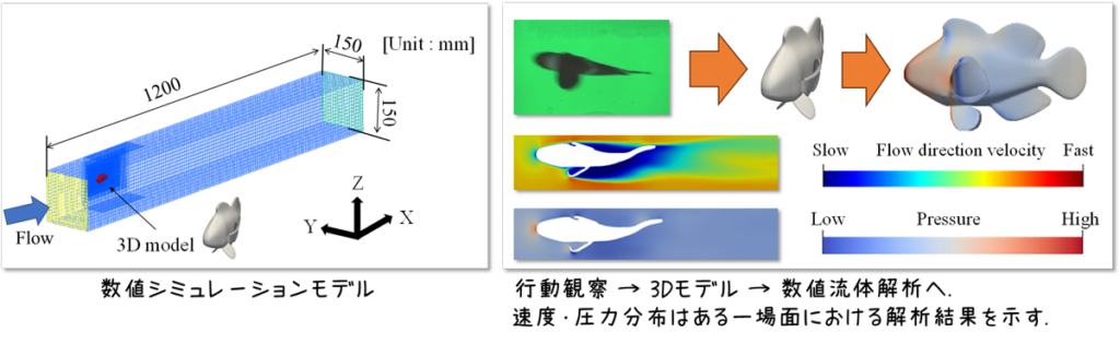 魚が泳ぐ仕組み – マリブ 水槽メンテナンス神奈川 海水専門レンタル・買取り・代行