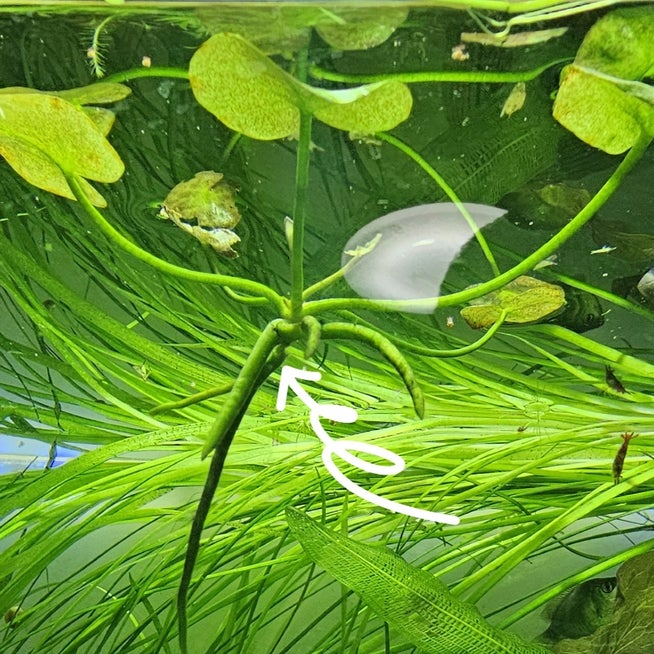 バナナの木を育てるために知っておくべき10のことELLE DECORエル・デコ