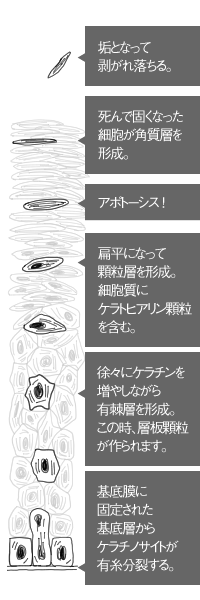 皮膚の構造と機能表皮、真皮、皮下組織など看護師が行うストーマケア