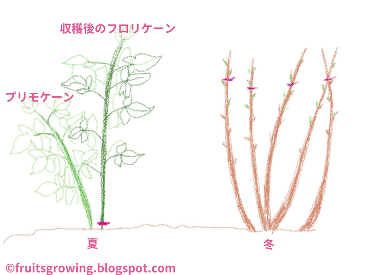 ラズベリーの育て方を農家が解説。畑・プランター栽培の手順や気を付けたい病害虫まで伝授マイナビ農業