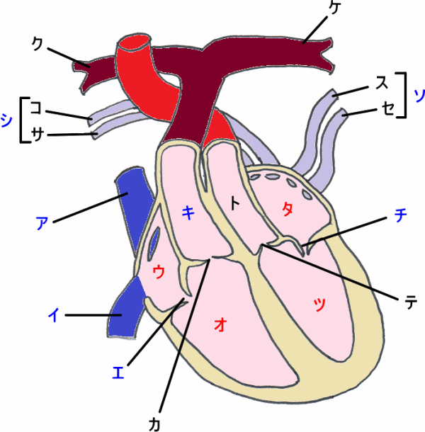 心臓の解剖生理、心電図は完璧になった？！今回の国試勉強は循環器編です！ メンズ看護学生vol.4レバウェル看護 お役立ち情報