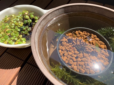 水辺を作る 睡蓮鉢を使ったビオトープの作り方Ordinary-Aquarium