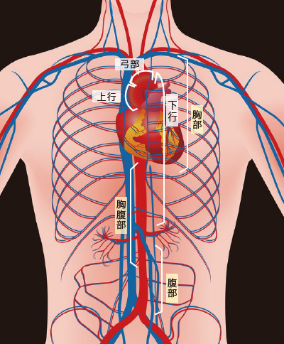 胸大動脈 - e-Anatomy - IMAIOS