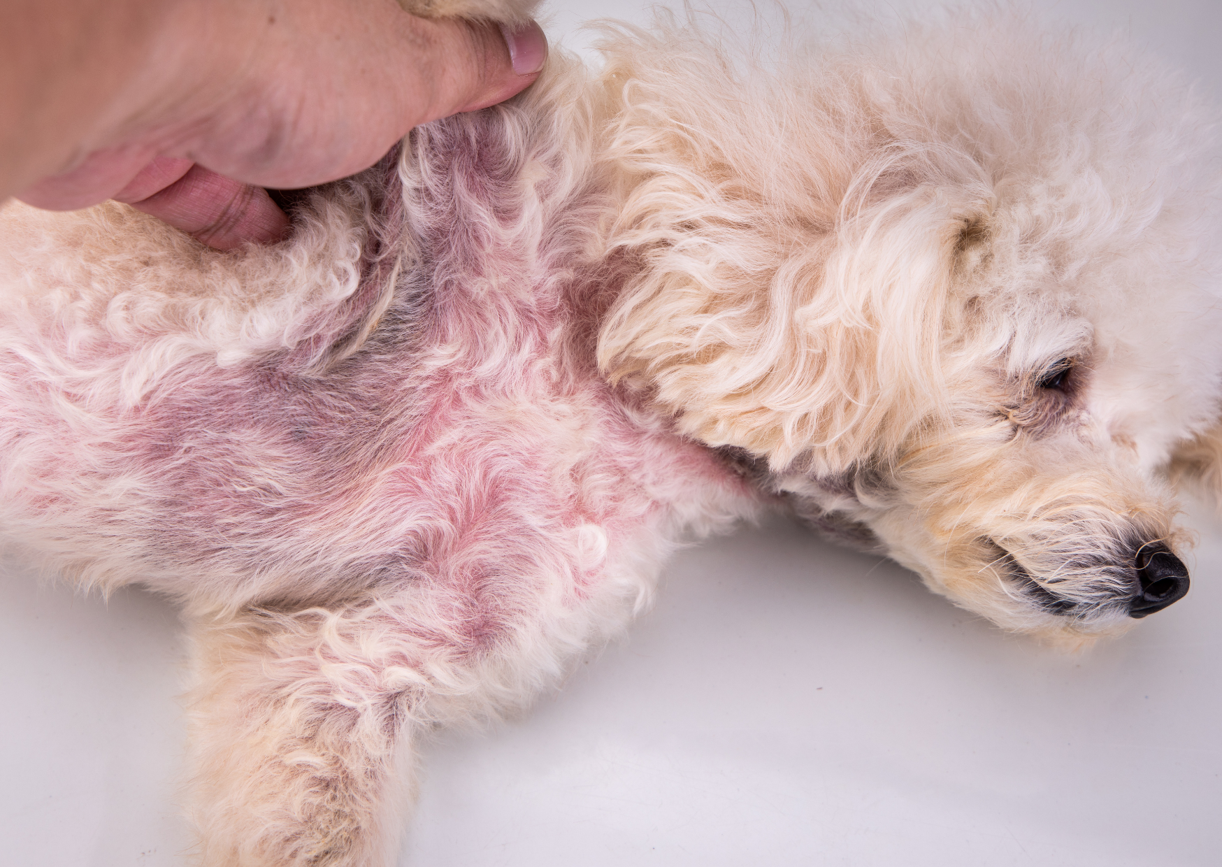 猫のノミ・ダニ対策効果的な予防方法