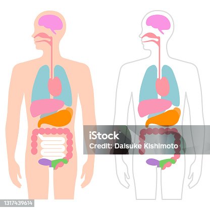 人体構造イラスト無料イラスト・フリー素材なら「イラストAC」