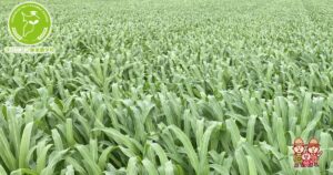 にんにくの防除 病気の予防 の注意点。無農薬にんにくの栽培・通販 – チャンク農園