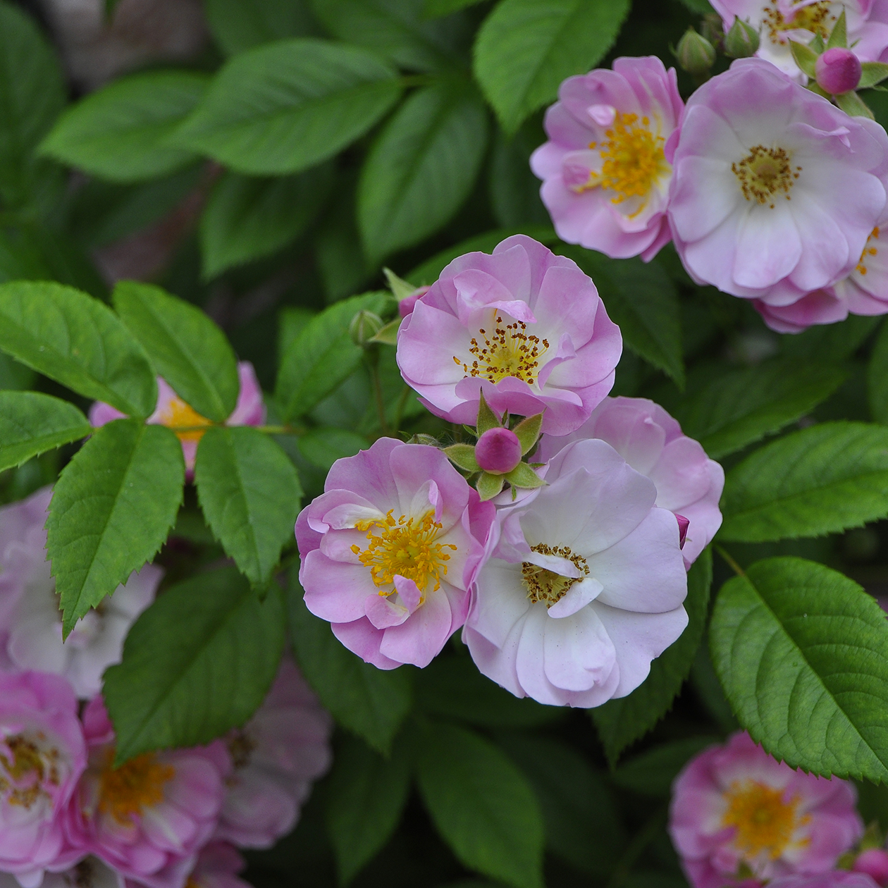 ロサダマスケナ - rosarium