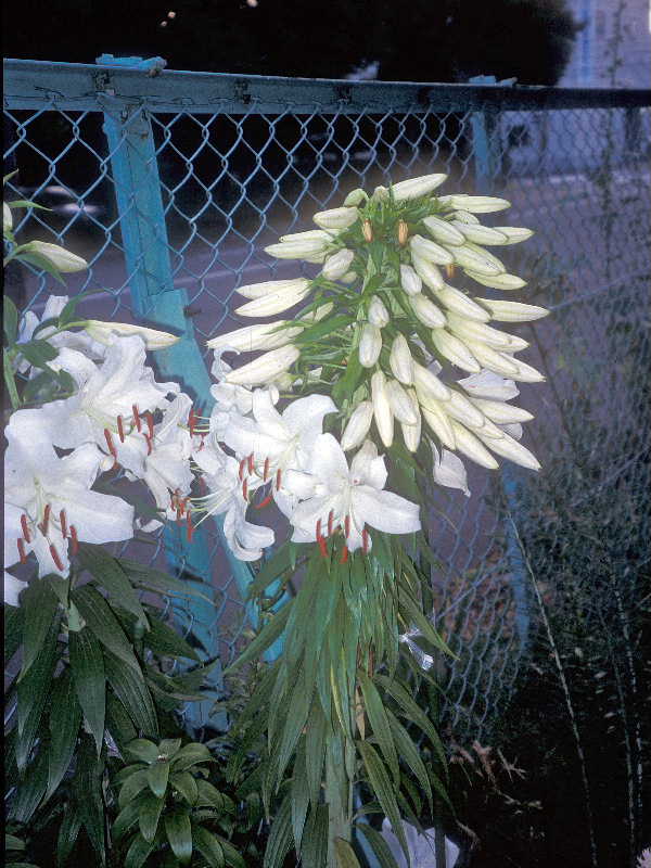 ユリの帯化青柳庵日記