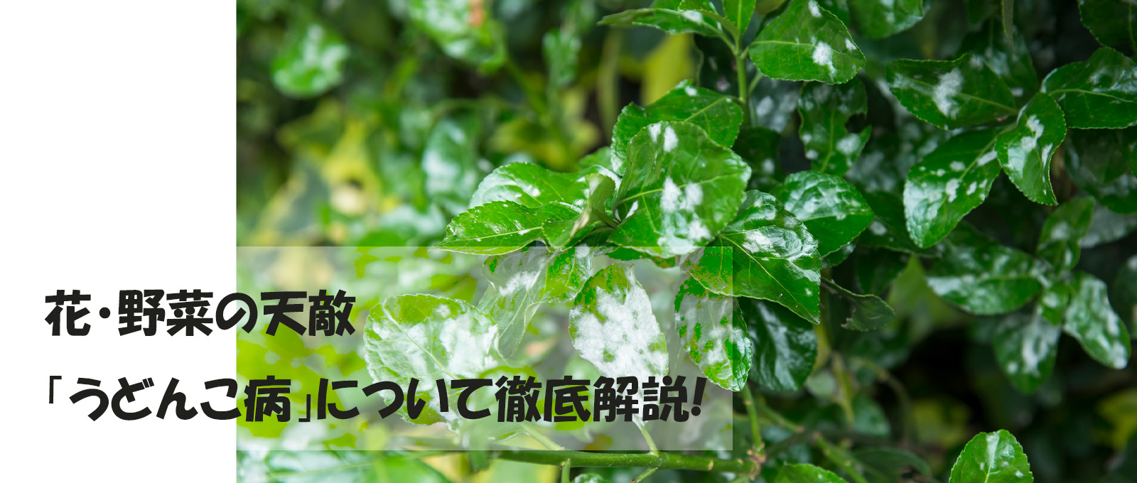 やさしいうどんこ病対策 - 読みもの 自然素材カーテンの通販はKURASIKU クラシク