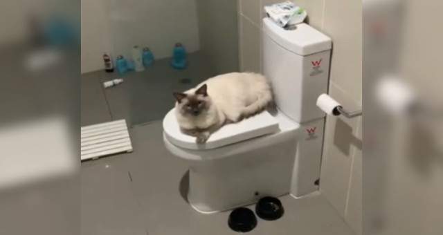 猫が人間用のトイレでうんちするようになりました 笑
