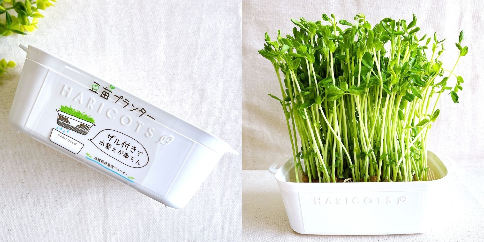 中１ 植物のレポート – 横浜富士見丘学園 中学校・高等学校