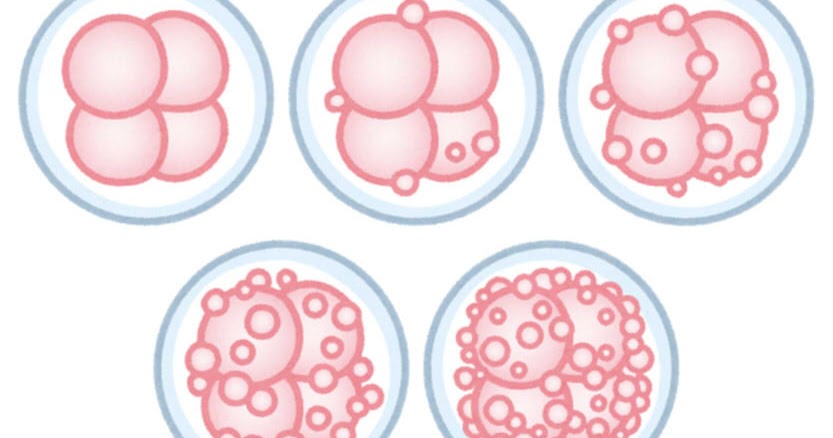 受精卵」のイラスト素材・ベクター画像 - イメージマートimagemart