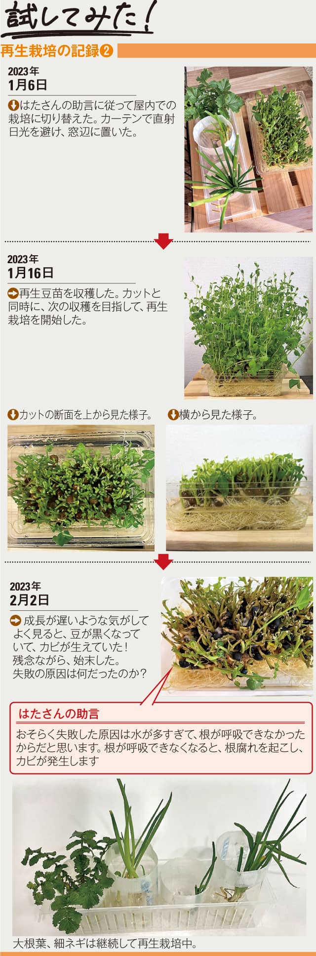 日なたと日陰で豆苗の成長を比べてみたぴすけの庭