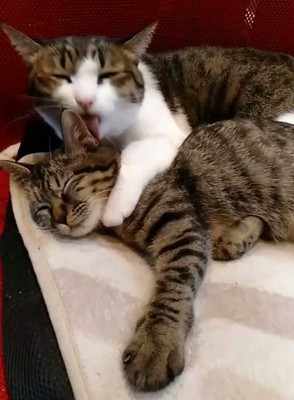 猫がなつかない理由とは？なついてくれるようになる10個の方法！ nademo ペットメディア nademoなでも