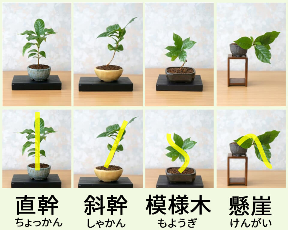 コーヒー豆が採れる！コーヒーの木の上手な育て方と風水の話し観葉植物と風水のグリーンスマイル