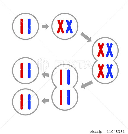 癌細胞の分裂 01809011648 の写真・イラスト素材アマナイメージズ
