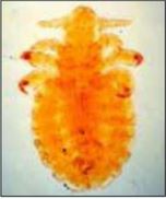 犬が寄生虫に感染したときの症状は？寄生虫の種類や感染経路、治療法と予防法を解説動物病院サプリ