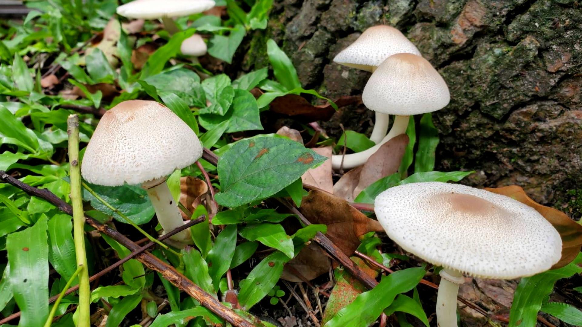 公園にキノコ -公式 水前寺江津湖公園熊本市の公園 公式 水前寺江津湖公園熊本市の公園