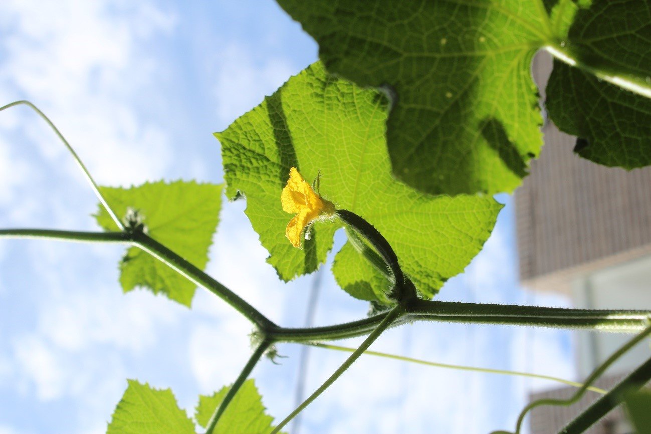 うどんこ病症状の見分け方・発生原因と防除方法やまむファーム