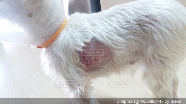 犬がケガをしたときに見せる行動4つ 見逃せないサインと手遅れにならないための対応とはわんちゃんホンポ