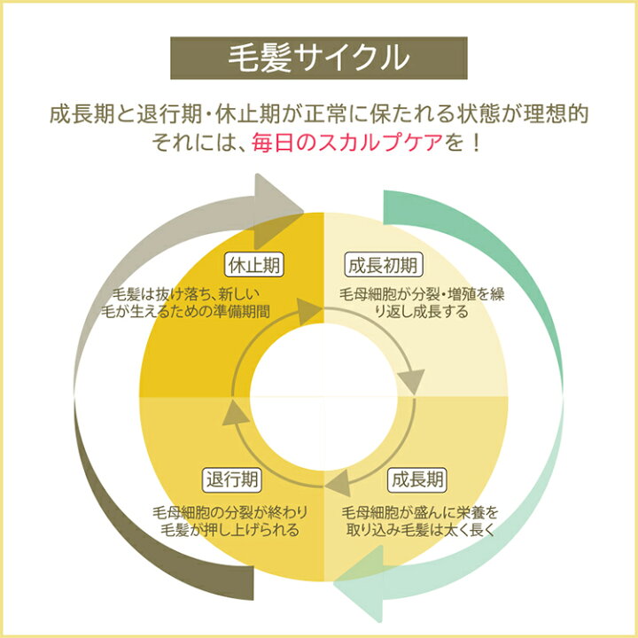 育毛に不可欠な『ヘアサイクル』の仕組み髪と頭皮のエイジングケア J-walk -世田谷区梅ヶ丘美容室