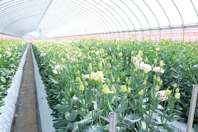 珠玉の名花・トルコキキョウの魅力を探る！ガーデニング趣味時間