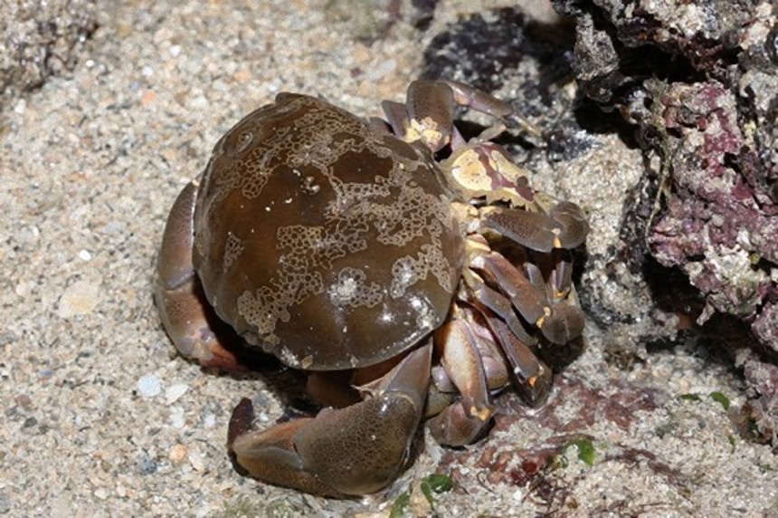 絶対に食べちゃダメ！なカニ「ウモレオウギガニ」カニ類最強の毒性！ - 釣具買取 ファーストワン