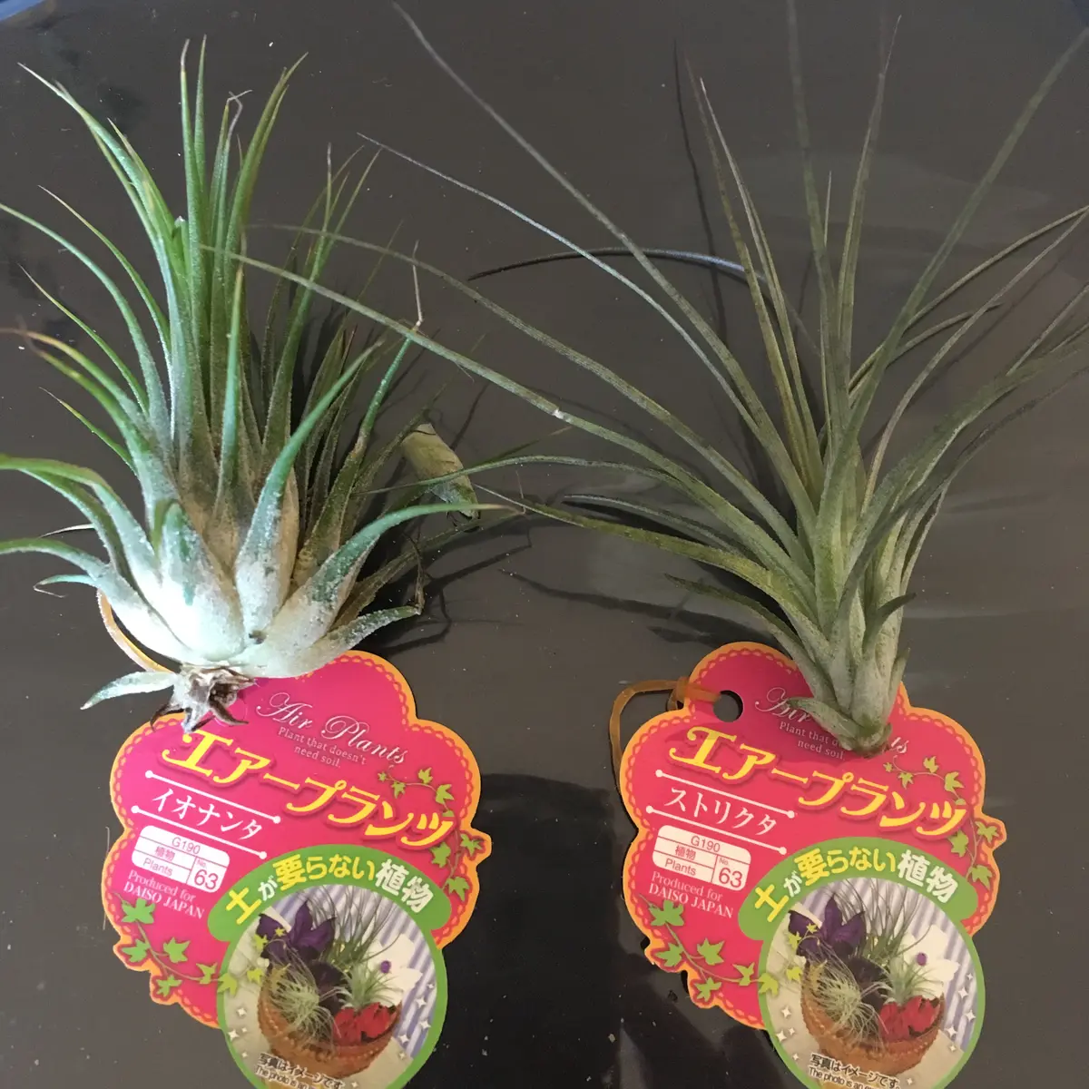 エアプランツの育て方 枯らさないコツや初心者でも育てやすい品種を紹介PrettyOnline