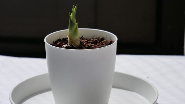 サンスベリアの葉挿しに成功しました個別指導塾ウィアザワン