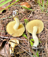 チチアワタケ 菌類 - 図鑑.jp