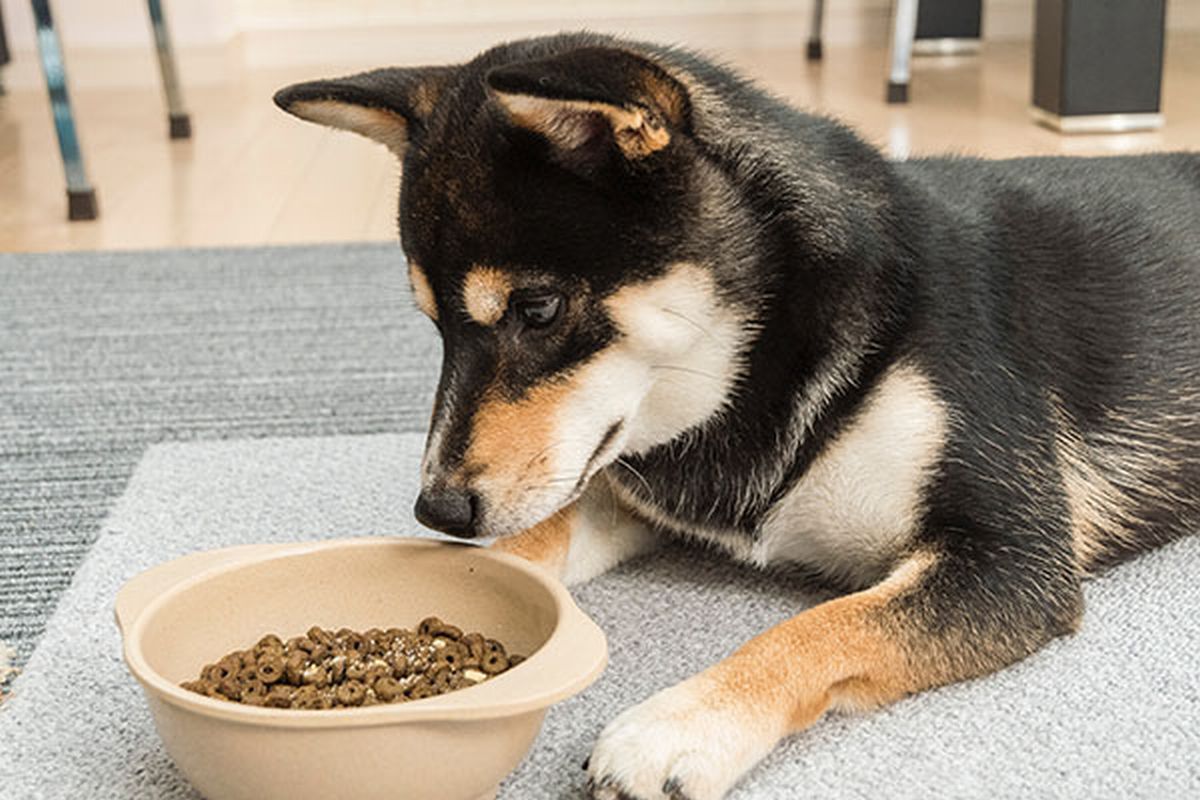 送料無料 トライプドライ ドッグフード GLベニソン 2.72kg 偏食 お試し サンプル 小食 お腹 柴犬 子犬グレインフリー プレミアムフードドライフード 総合栄養食 ドックフードa0334帝塚山ハウンドカム ボナシーボ 犬猫用ドライフードお試しセットが25％OFF＆送料