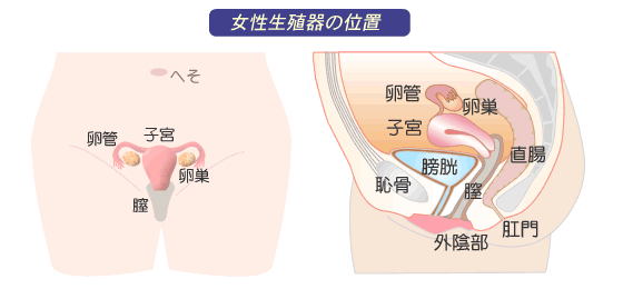 卵巣の位置ってどこか知ってる？機能を良くするセルフケアと定期検診の重要性について紹介東京・ミネルバクリニック