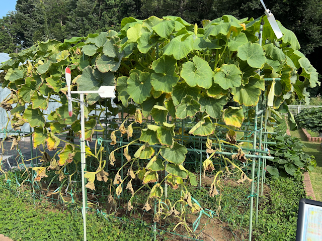 かぼちゃ葉全体が真っ白にうどんこ病ミライ菜園