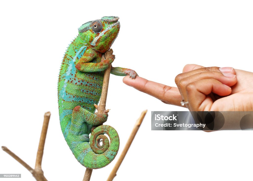 トカゲ人間の戦士カードギャラリーマジック：ザ・ギャザリング 日本公式ウェブサイト