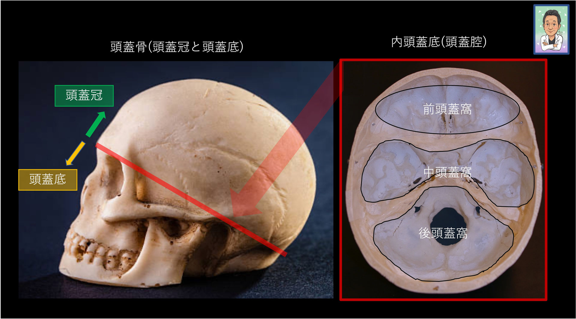 頭蓋の解剖と治療