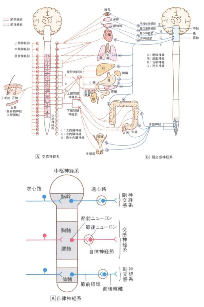 自律神経の乱れ」に悩むあなたへ。姫路で整体×トレーニングによる根本ケアとは ULU整骨院