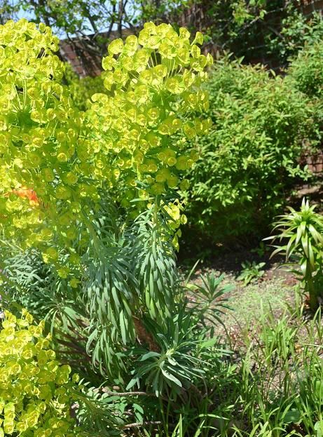 ユーフォルビア・カラキアスケア, 特徴, 花, 画像