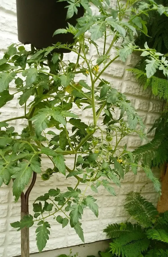 たくさん採れるのはどっち？里芋の逆さ植えVS普通植え収穫量比較してみましたカジトラ