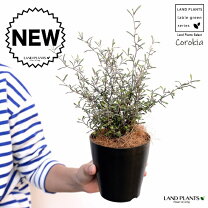 銀葉コトネアスター コトネアスター・グラウコフィラスガーデナーの雑記帳