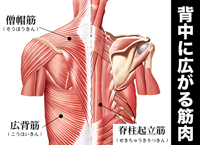 座り仕事はご用心 その肩こりは「頸肩腕症候群」かも - 日本経済新聞