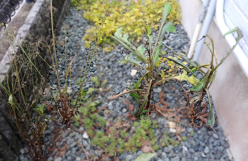 雑草対策に熱湯は効果ある？枯れる仕組み・やり方、メリット・デメリットを解説