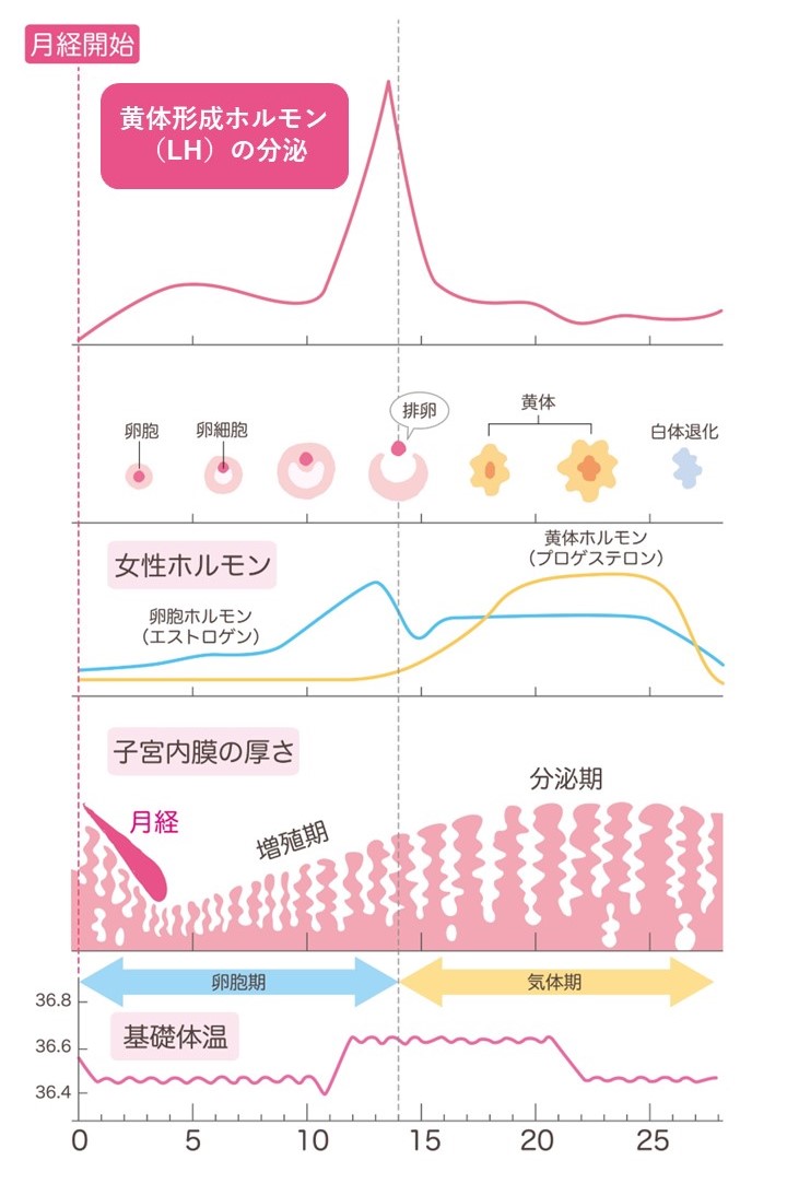 確実な避妊方法とは？安全日・危険日はいつか - 藤東クリニックお悩みコラム
