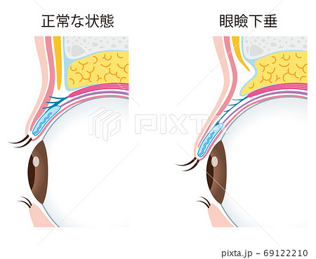 目の解剖学 概要– 眼精疲労治療 難聴めまい肩こりは東京都北区板橋駅前オアシス鍼治療院