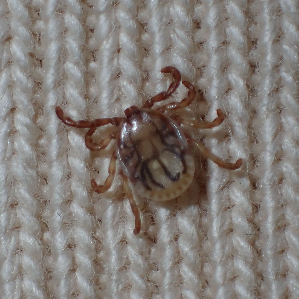 笹薮へ突入！ダニ🕷️の世界にようこそ。させかもさんの標津岳の活動データYAMAPヤマップ